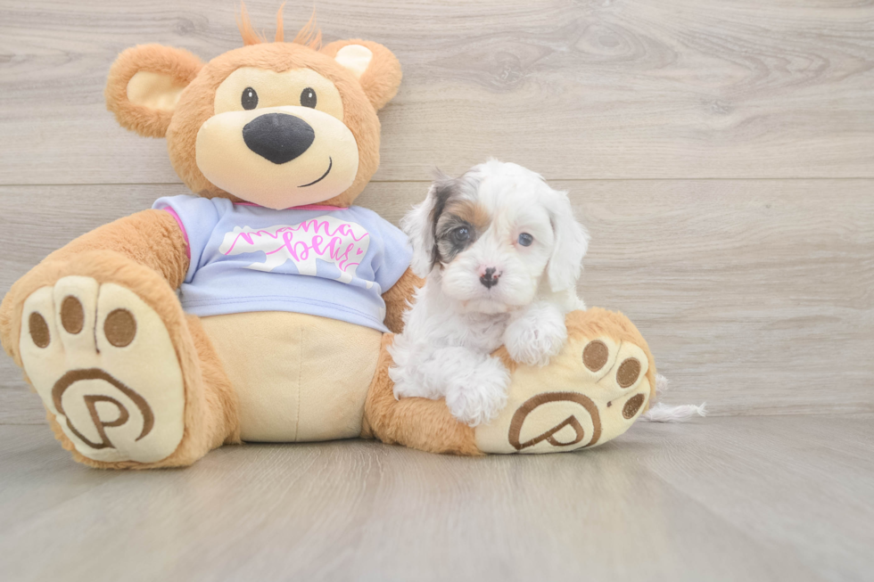 Petite Cavapoo Poodle Mix Pup