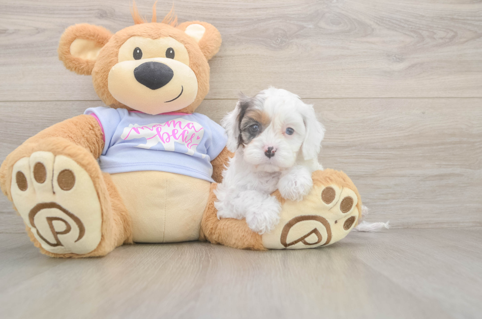 6 week old Cavapoo Puppy For Sale - Pilesgrove Pups