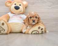 7 week old Cavapoo Puppy For Sale - Pilesgrove Pups