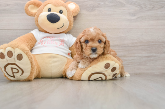 Petite Cavapoo Poodle Mix Pup
