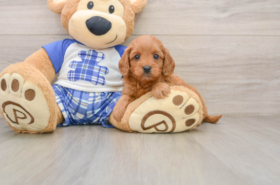 Cavapoo Pup Being Cute
