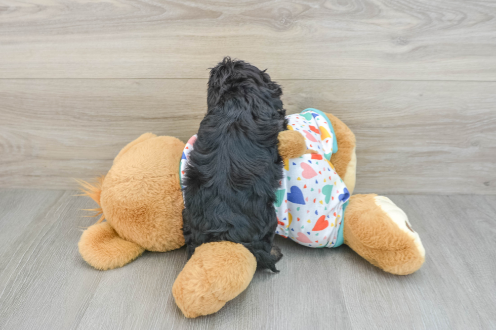 Energetic Cavoodle Poodle Mix Puppy