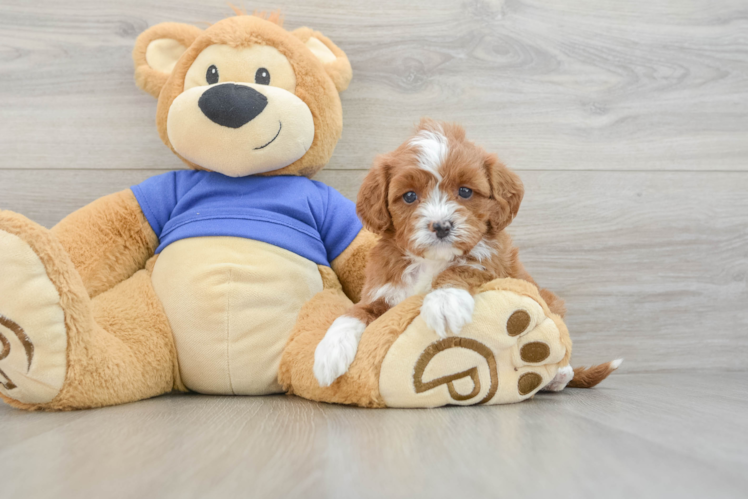 Best Cavapoo Baby