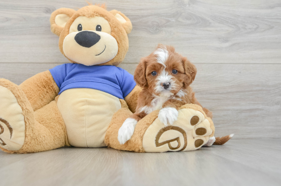 6 week old Cavapoo Puppy For Sale - Pilesgrove Pups