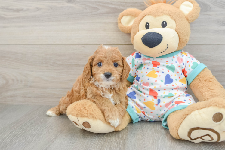 Cavapoo Puppy for Adoption