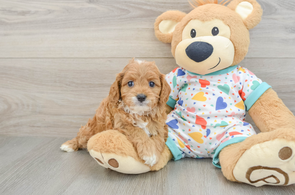 6 week old Cavapoo Puppy For Sale - Pilesgrove Pups