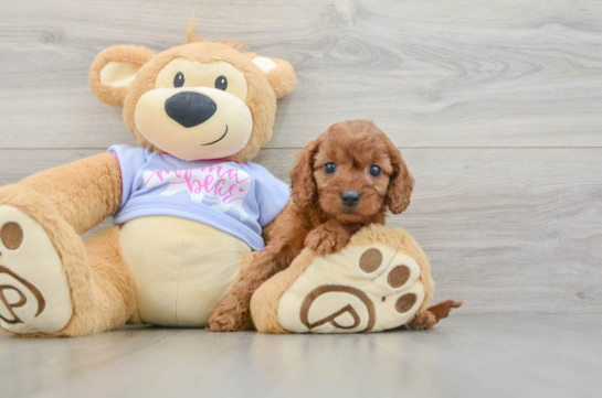 Little Cavipoo Poodle Mix Puppy