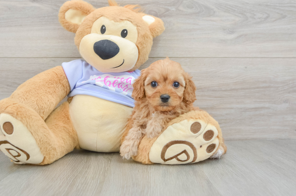 6 week old Cavapoo Puppy For Sale - Pilesgrove Pups