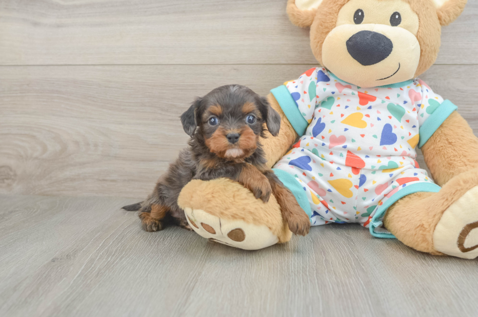 6 week old Cavapoo Puppy For Sale - Pilesgrove Pups