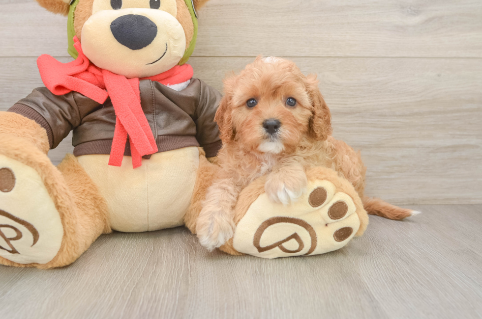 5 week old Cavapoo Puppy For Sale - Pilesgrove Pups