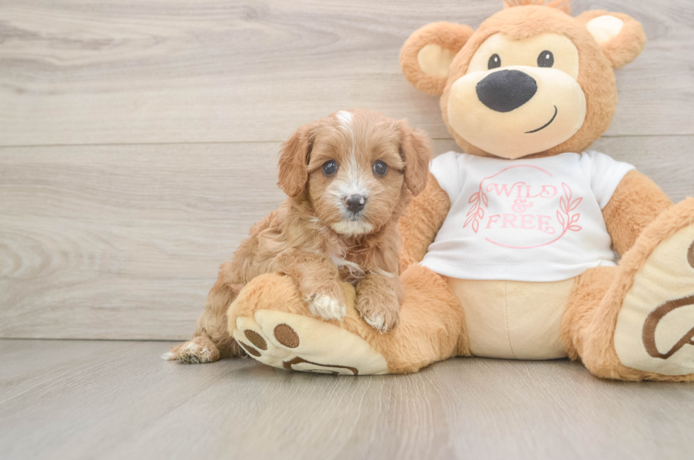 6 week old Cavapoo Puppy For Sale - Pilesgrove Pups