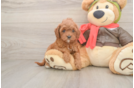Energetic Cavoodle Poodle Mix Puppy