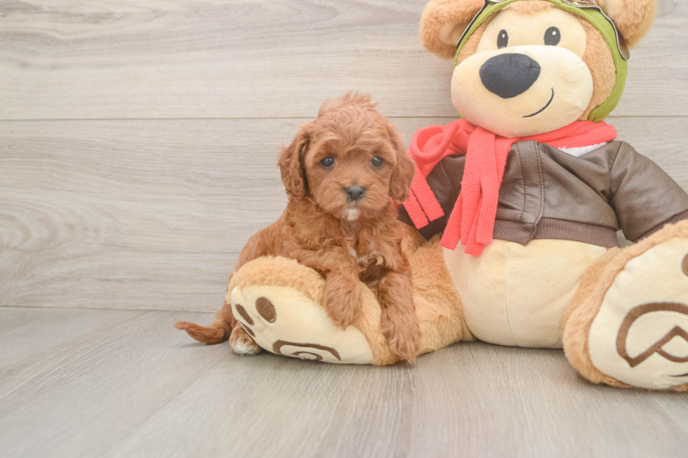 Energetic Cavoodle Poodle Mix Puppy