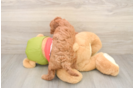 Cavapoo Puppy for Adoption