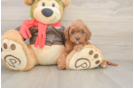 Cavapoo Puppy for Adoption