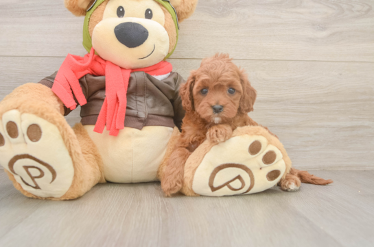 Cavapoo Puppy for Adoption