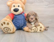 9 week old Cavapoo Puppy For Sale - Pilesgrove Pups