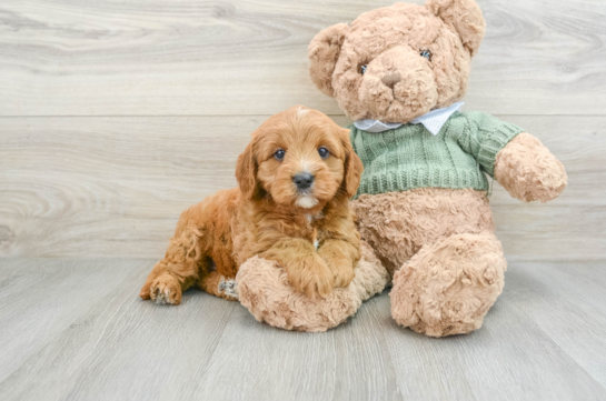 Friendly Cavapoo Baby