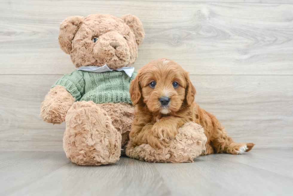 Cavapoo Pup Being Cute