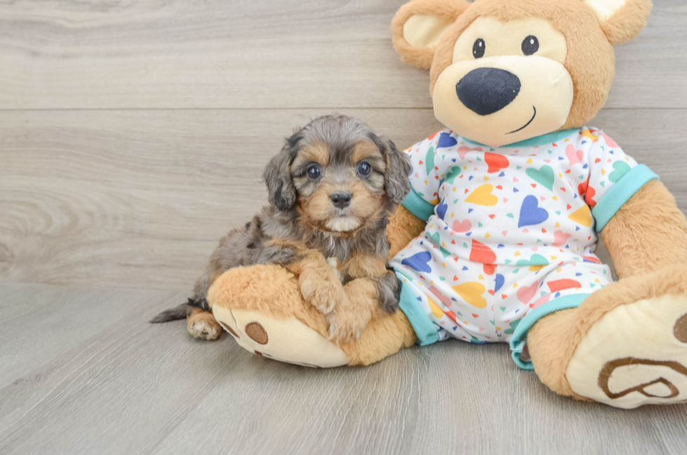 5 week old Cavapoo Puppy For Sale - Pilesgrove Pups