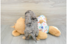 Cavapoo Puppy for Adoption