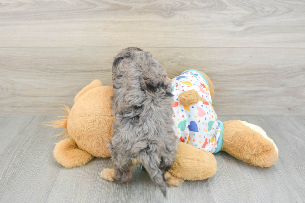 Cavapoo Puppy for Adoption