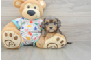 Fluffy Cavapoo Poodle Mix Pup