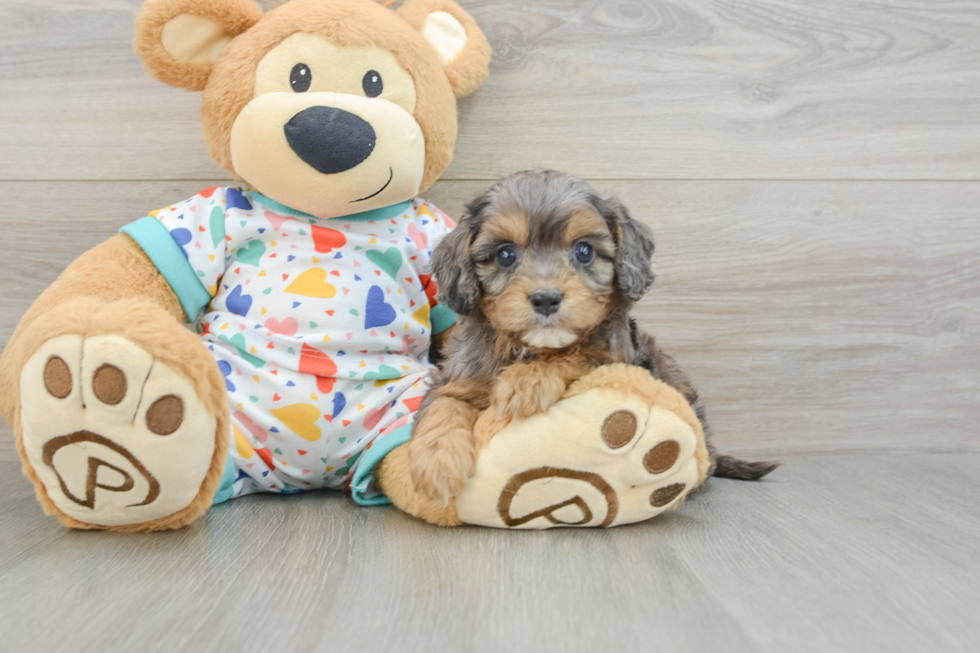 Fluffy Cavapoo Poodle Mix Pup