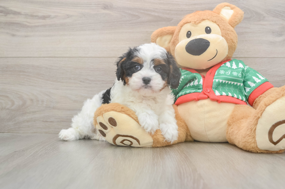 5 week old Cavapoo Puppy For Sale - Pilesgrove Pups