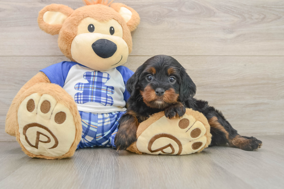 Cavapoo Puppy for Adoption