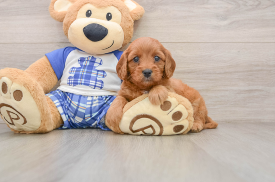 Best Cavapoo Baby