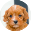 Cavapoo Puppy For Sale - Pilesgrove Pups Cavapoo Puppy For Sale - Pilesgrove Pups
