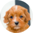 Cavapoo Puppies For Sale - Pilesgrove Pups Cavapoo Puppies For Sale - Pilesgrove Pups
