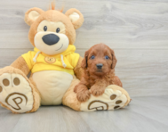 7 week old Cavapoo Puppy For Sale - Pilesgrove Pups