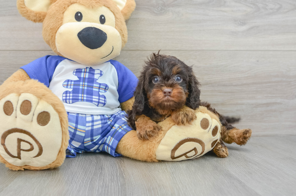 6 week old Cavapoo Puppy For Sale - Pilesgrove Pups