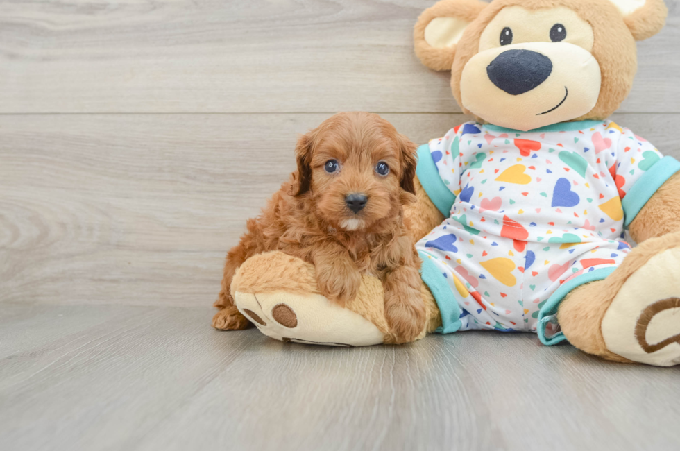 7 week old Cavapoo Puppy For Sale - Pilesgrove Pups