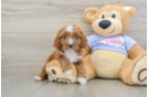 Small Cavapoo Baby