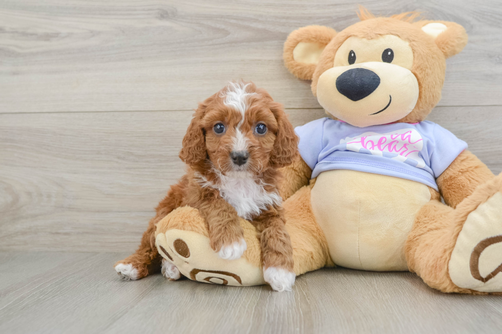 Small Cavapoo Baby