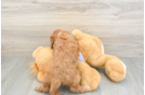Sweet Cavapoo Baby