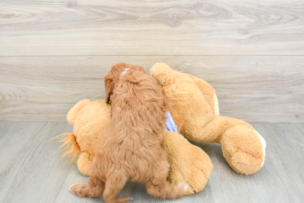 Sweet Cavapoo Baby