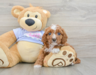 9 week old Cavapoo Puppy For Sale - Pilesgrove Pups