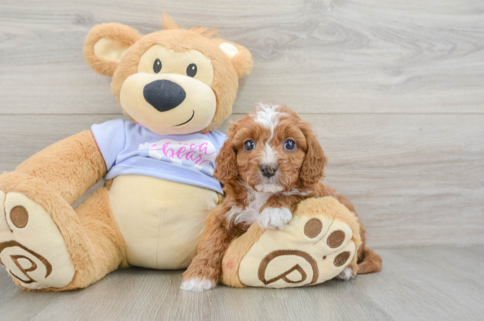 6 week old Cavapoo Puppy For Sale - Pilesgrove Pups