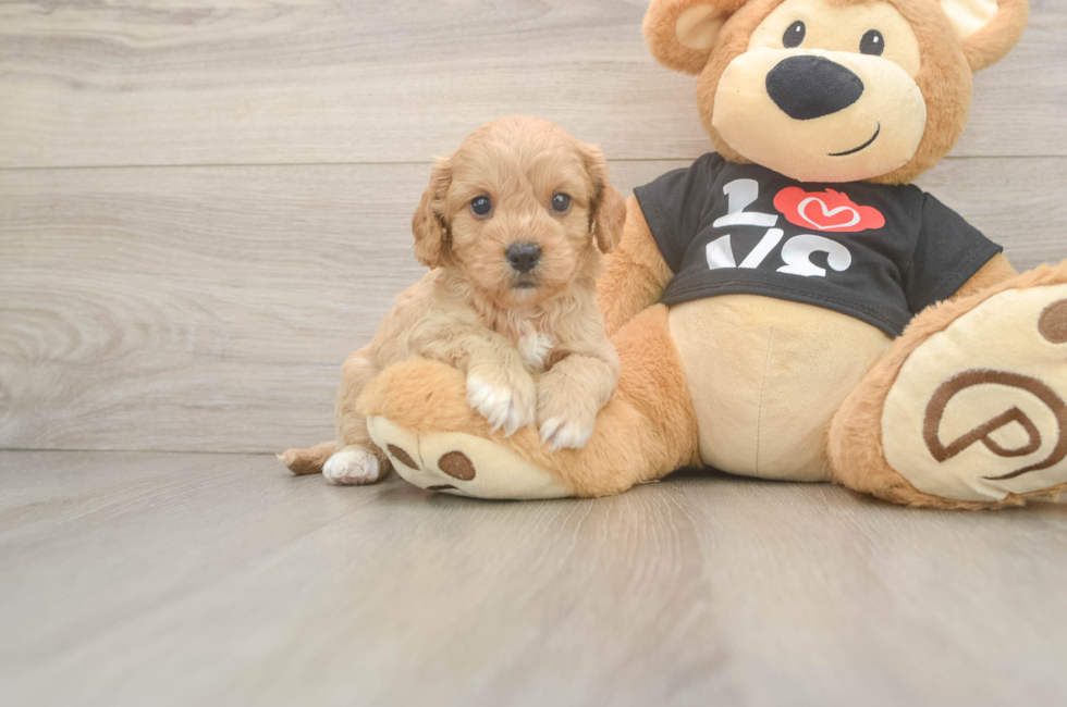 5 week old Cavapoo Puppy For Sale - Pilesgrove Pups