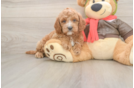 Cavapoo Puppy for Adoption