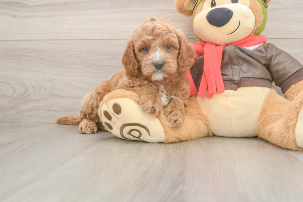 Cavapoo Puppy for Adoption