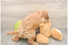 Cavapoo Puppy for Adoption