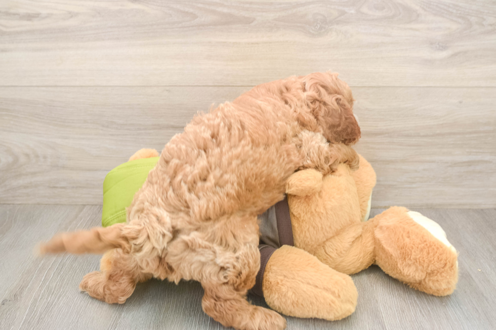 Cavapoo Puppy for Adoption