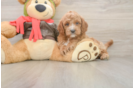 Fluffy Cavapoo Poodle Mix Pup