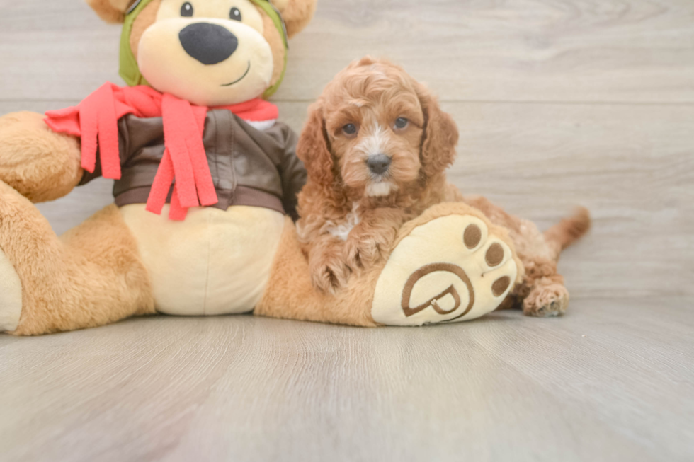 Fluffy Cavapoo Poodle Mix Pup