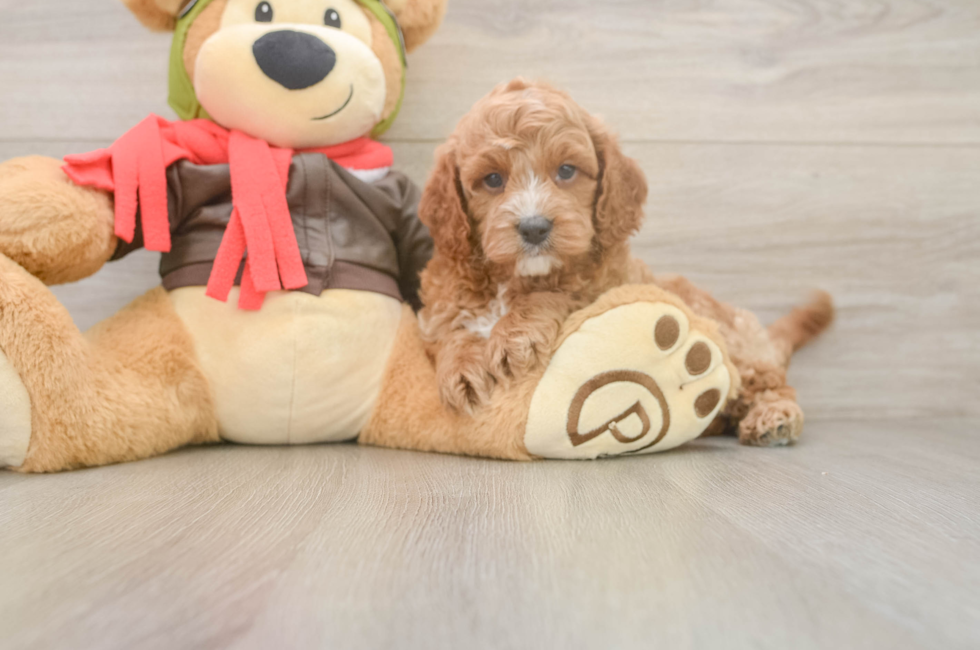 5 week old Cavapoo Puppy For Sale - Pilesgrove Pups